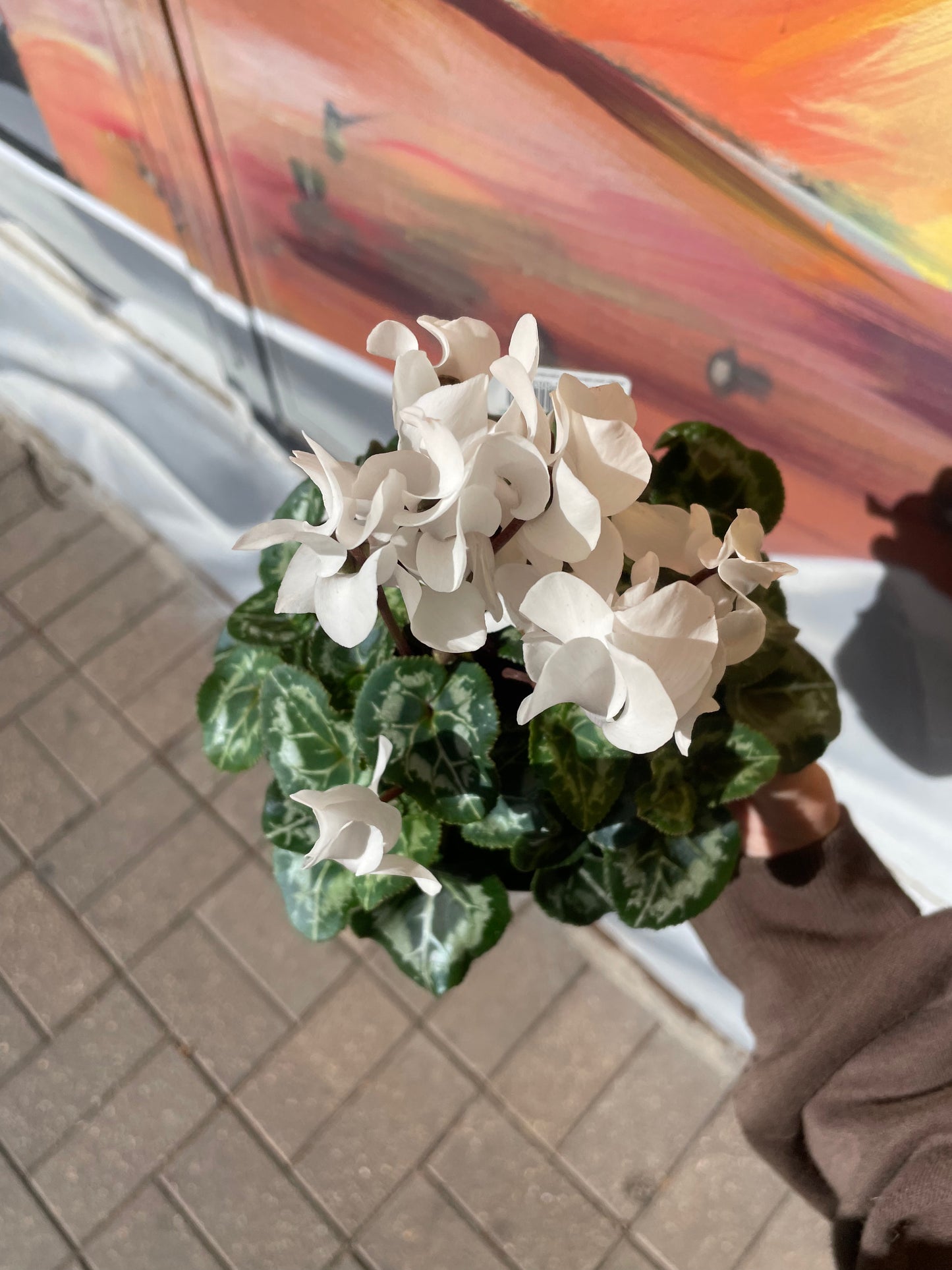 Cyclamen pots