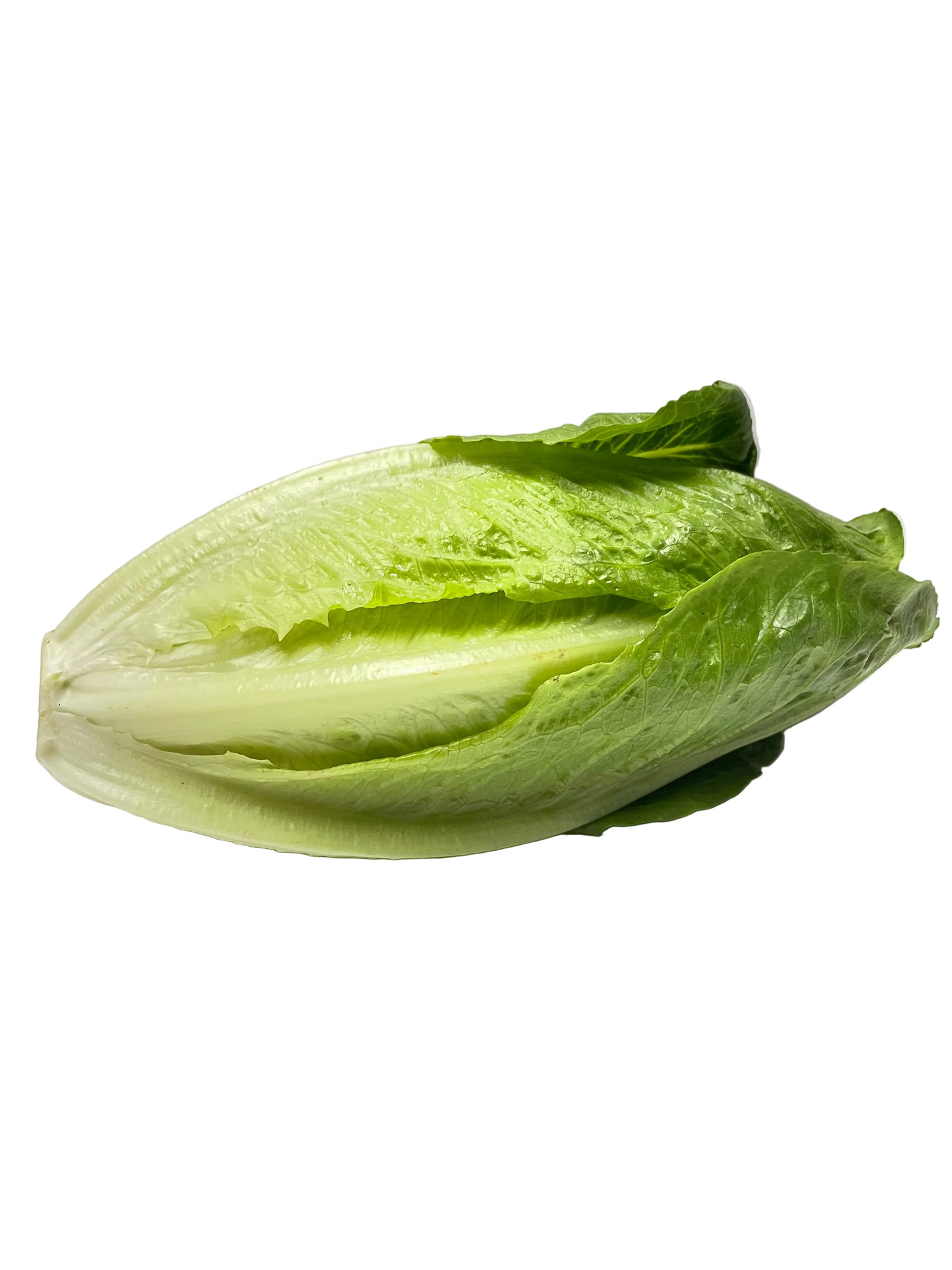 Cos Lettuce