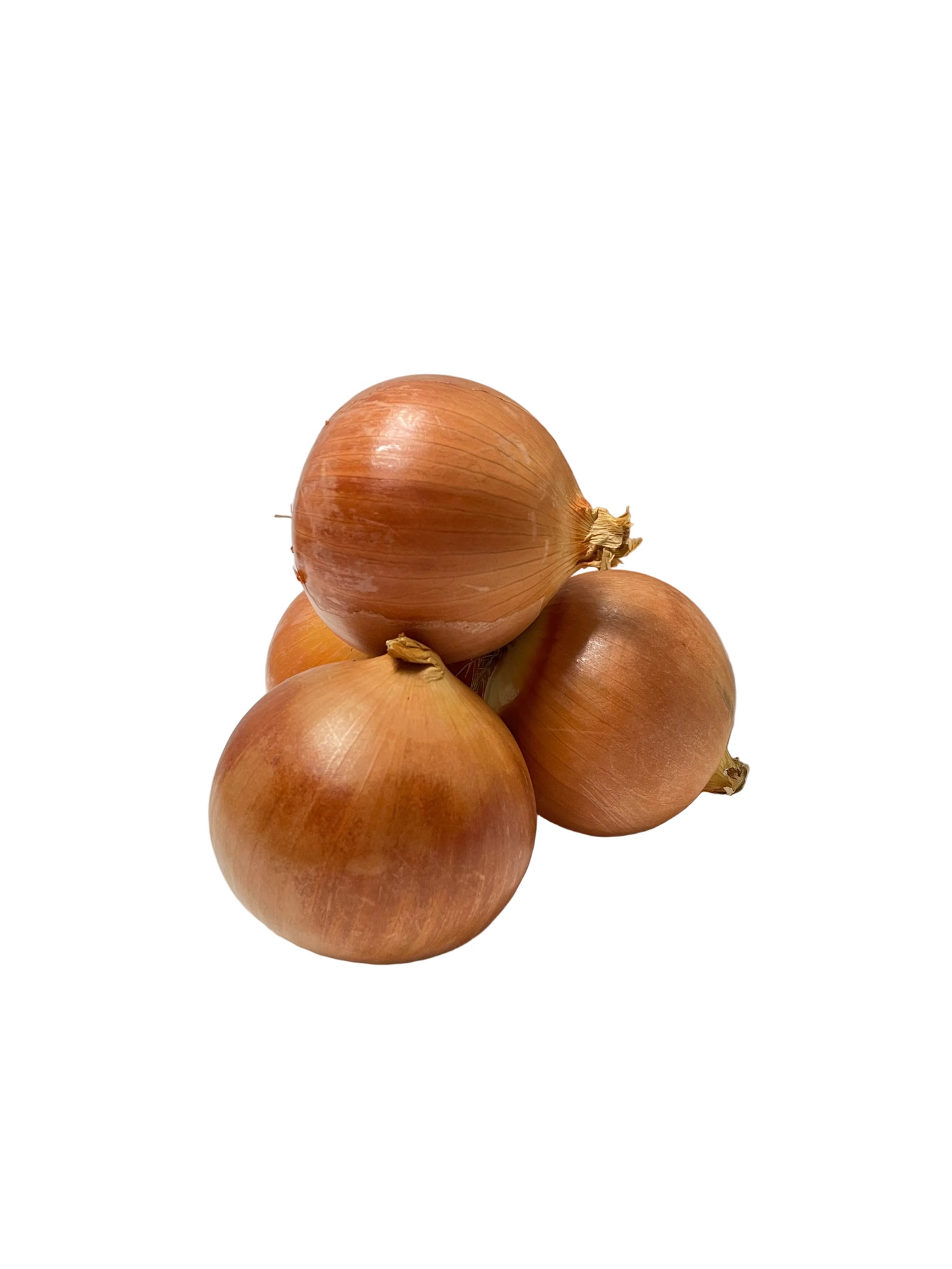 Brown Onion