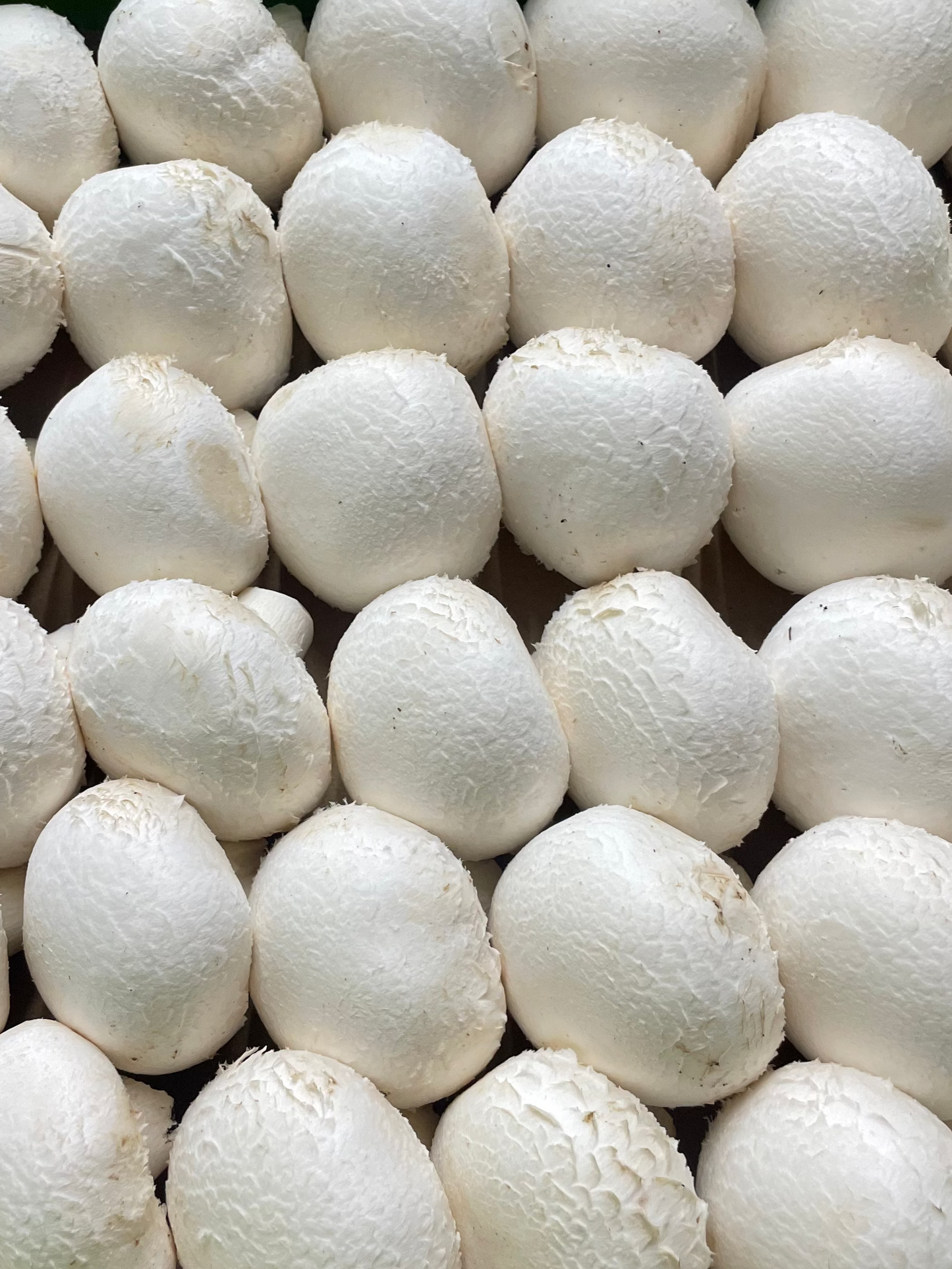 Button Mushrooms