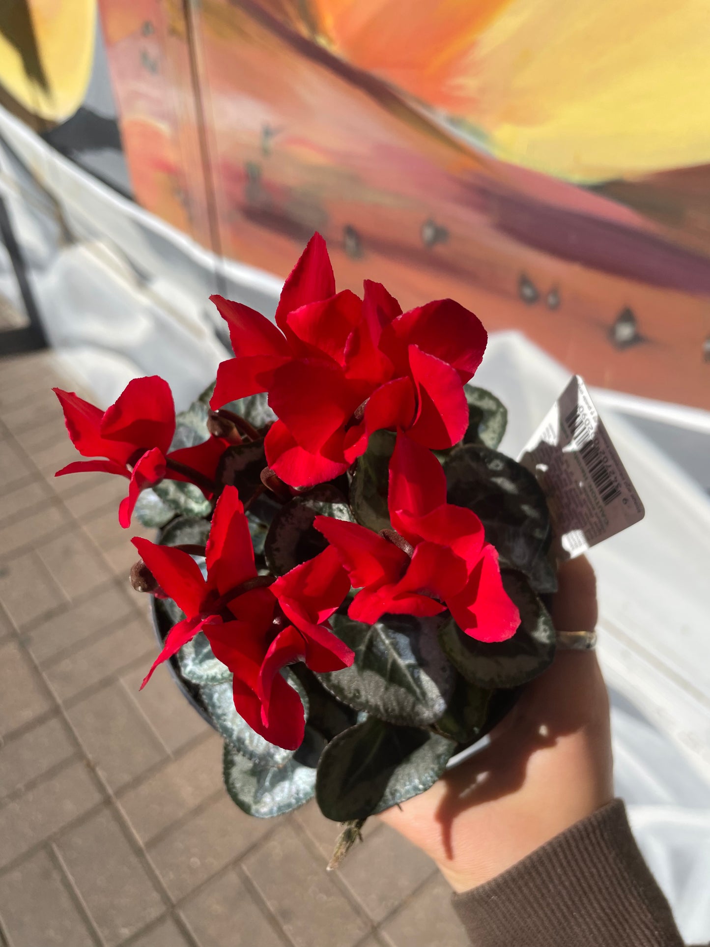 Cyclamen pots