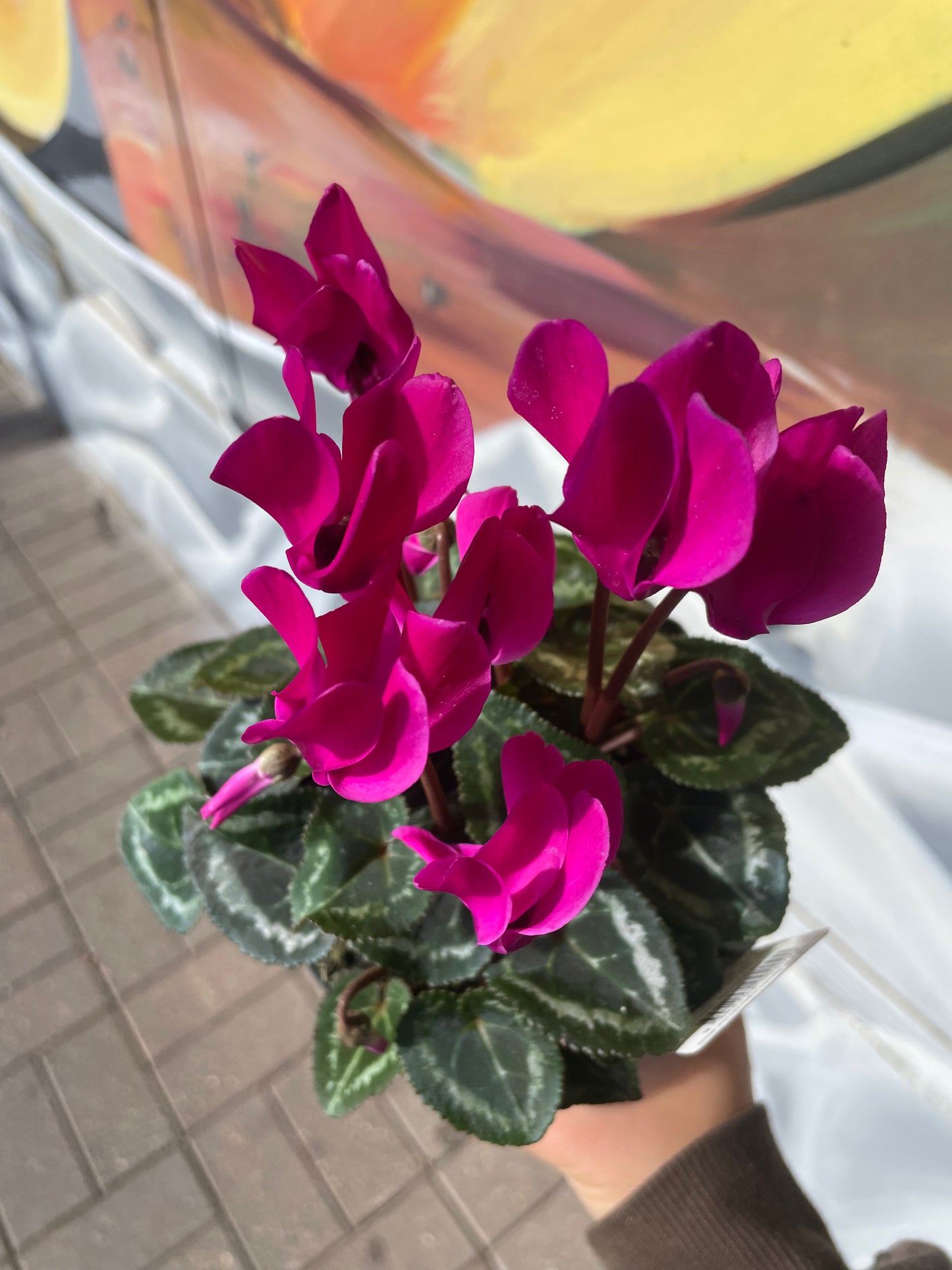 Cyclamen pots