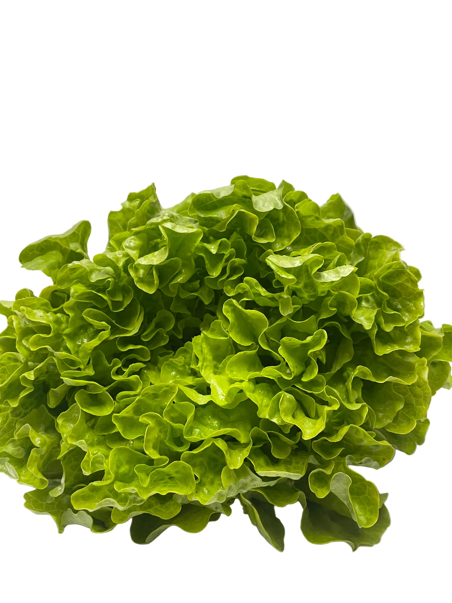 Green Oak Lettuce