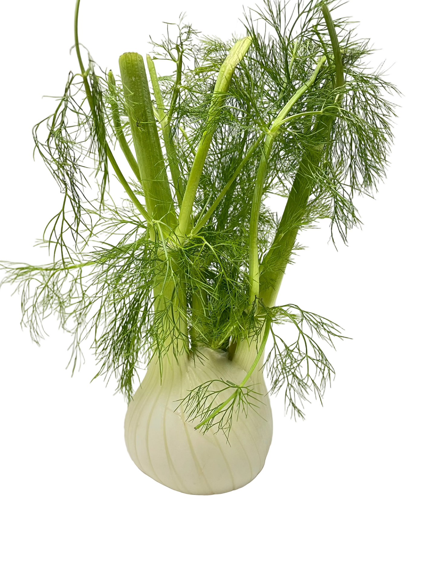 Fennel