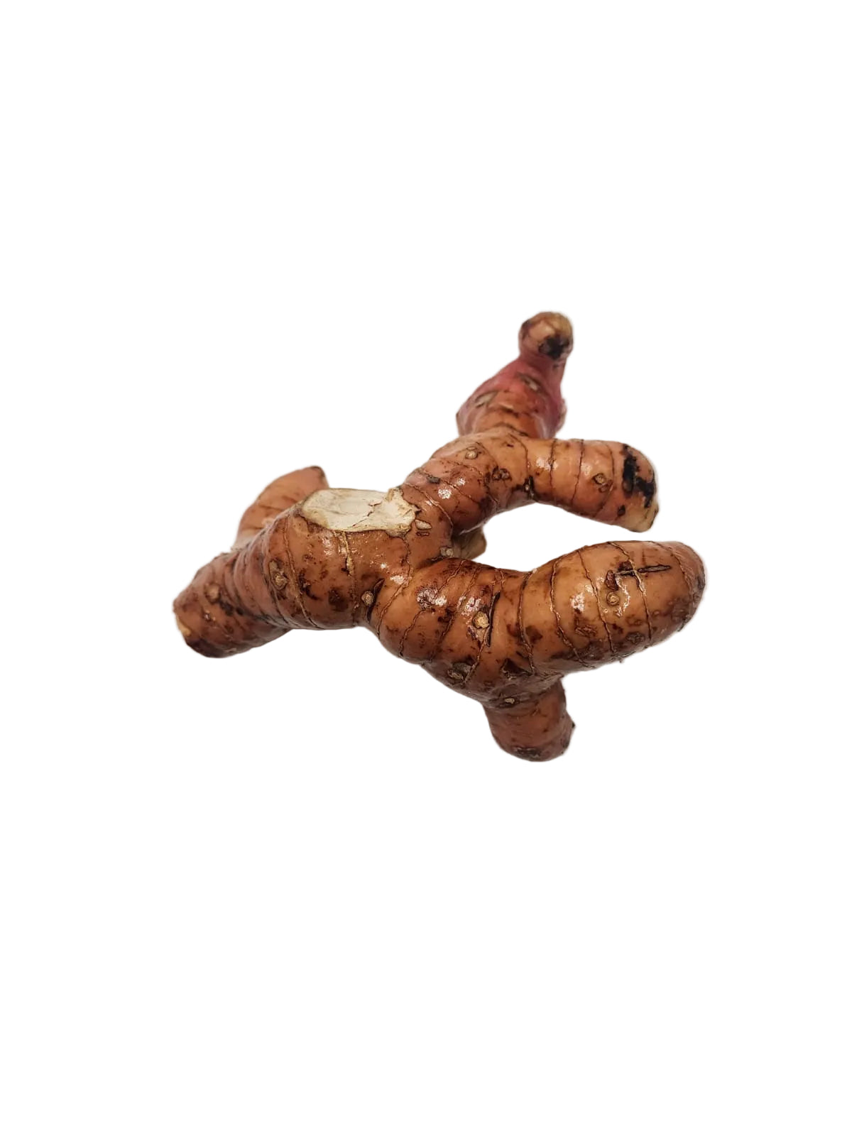 Galangal