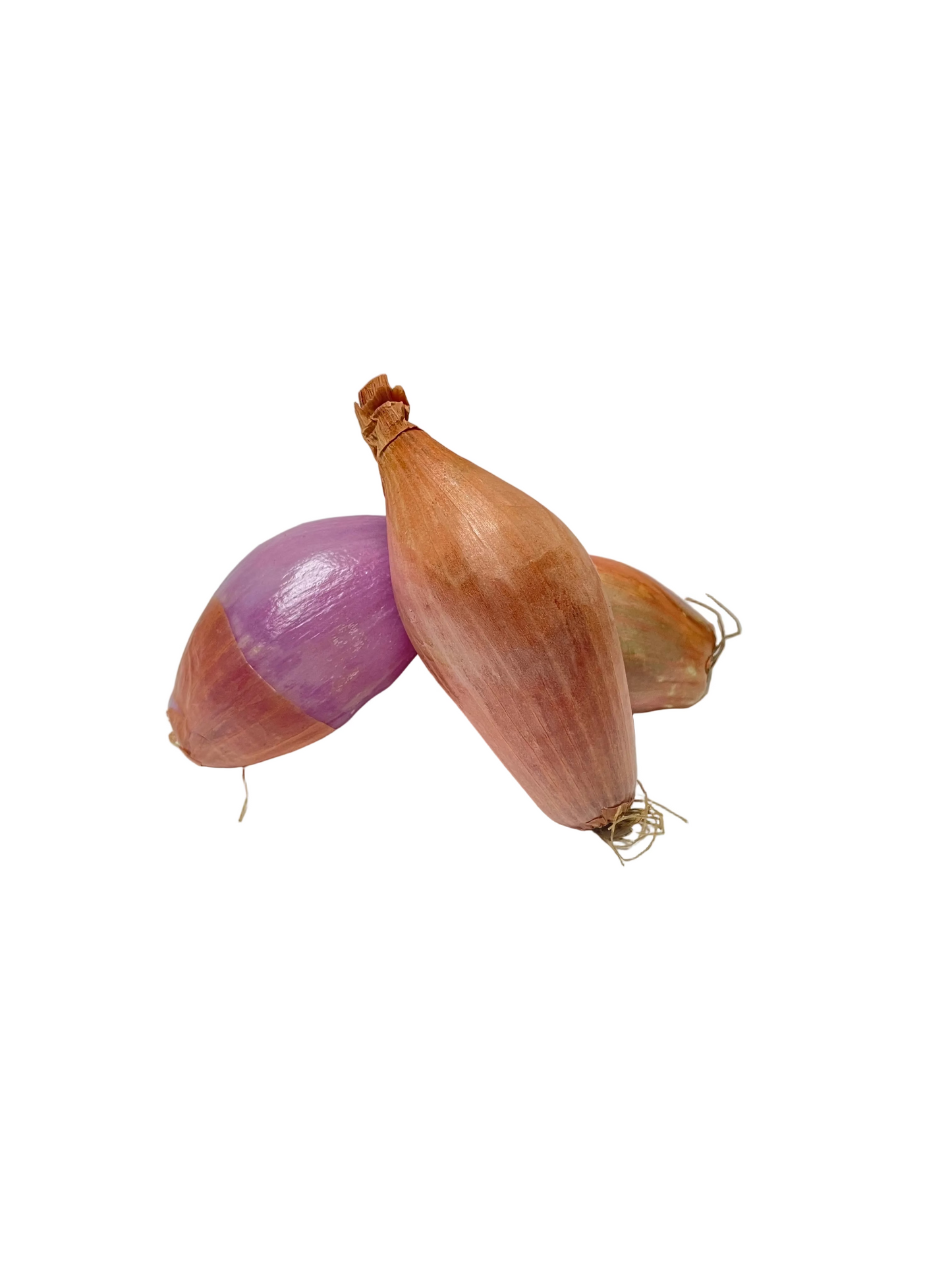 Shallot