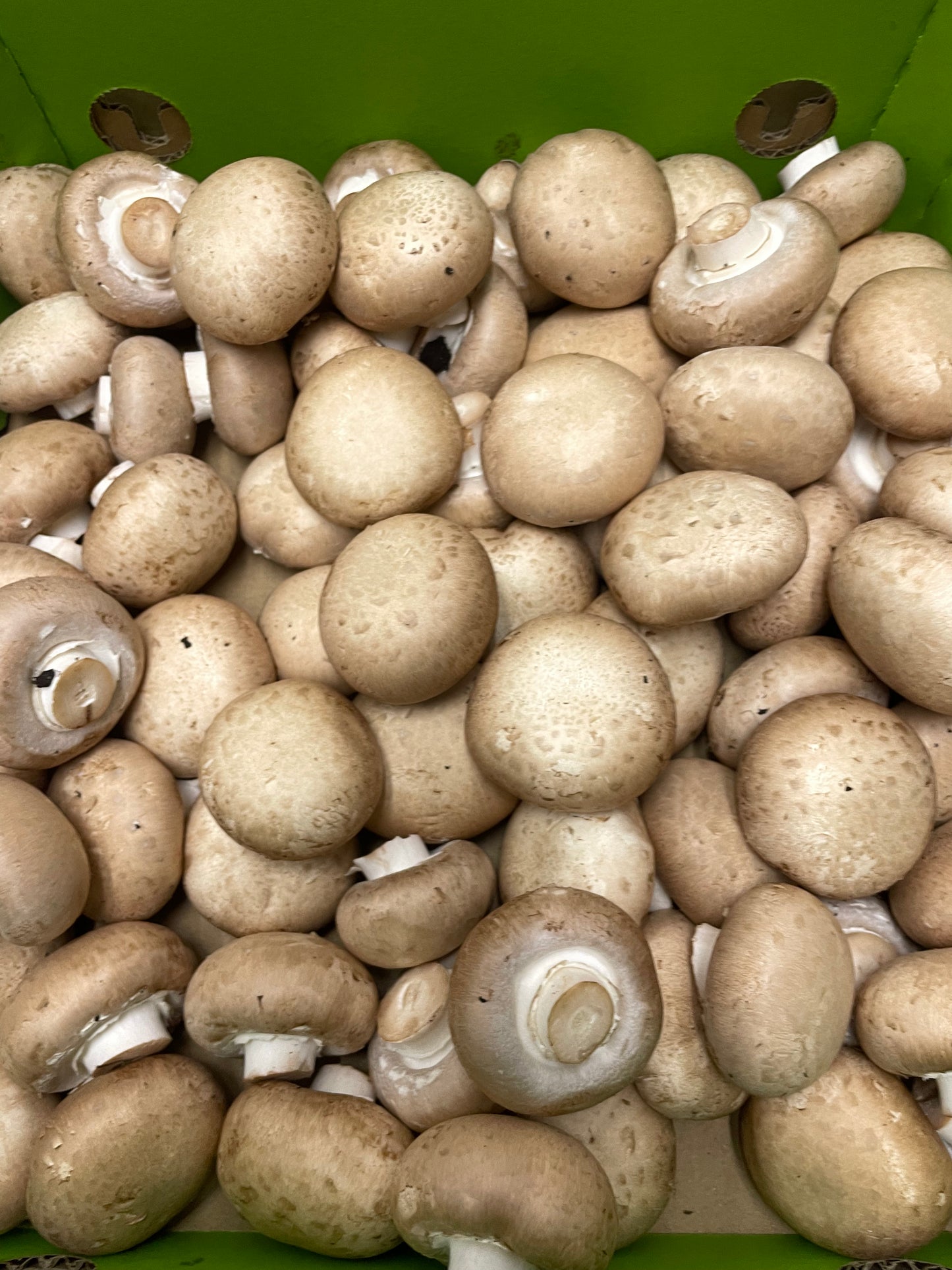 Swiss Mushrooms