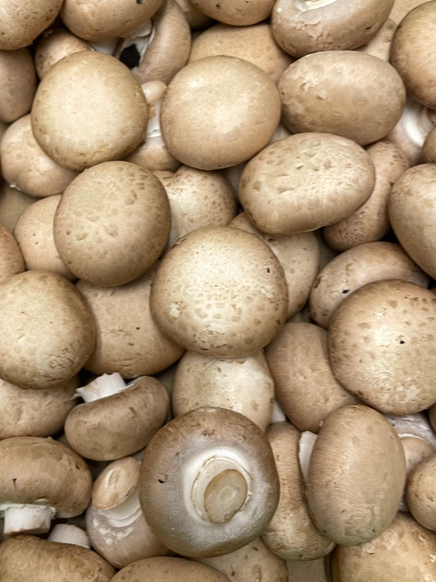 Swiss Mushrooms