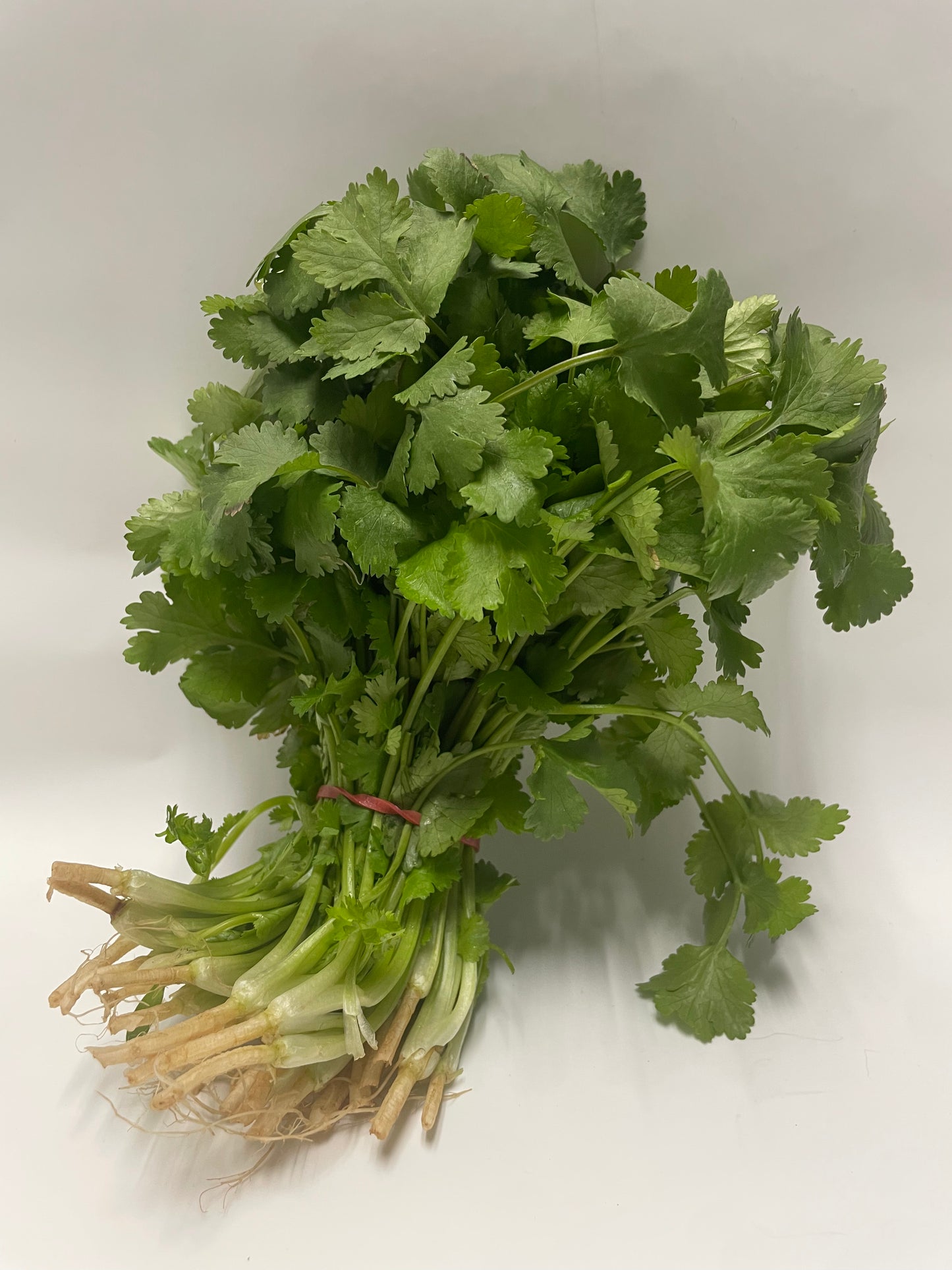 Coriander