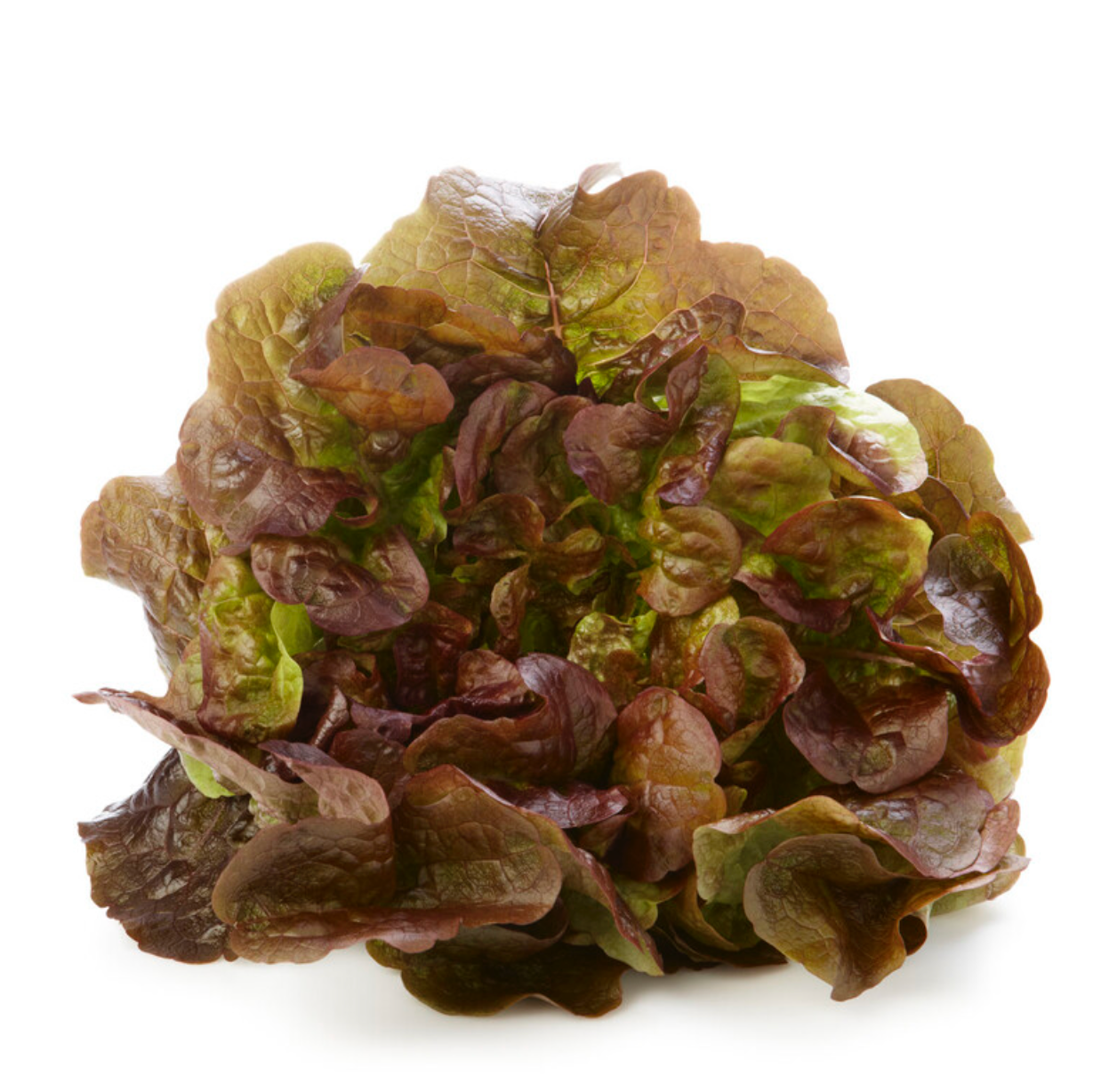 Red Oak Lettuce