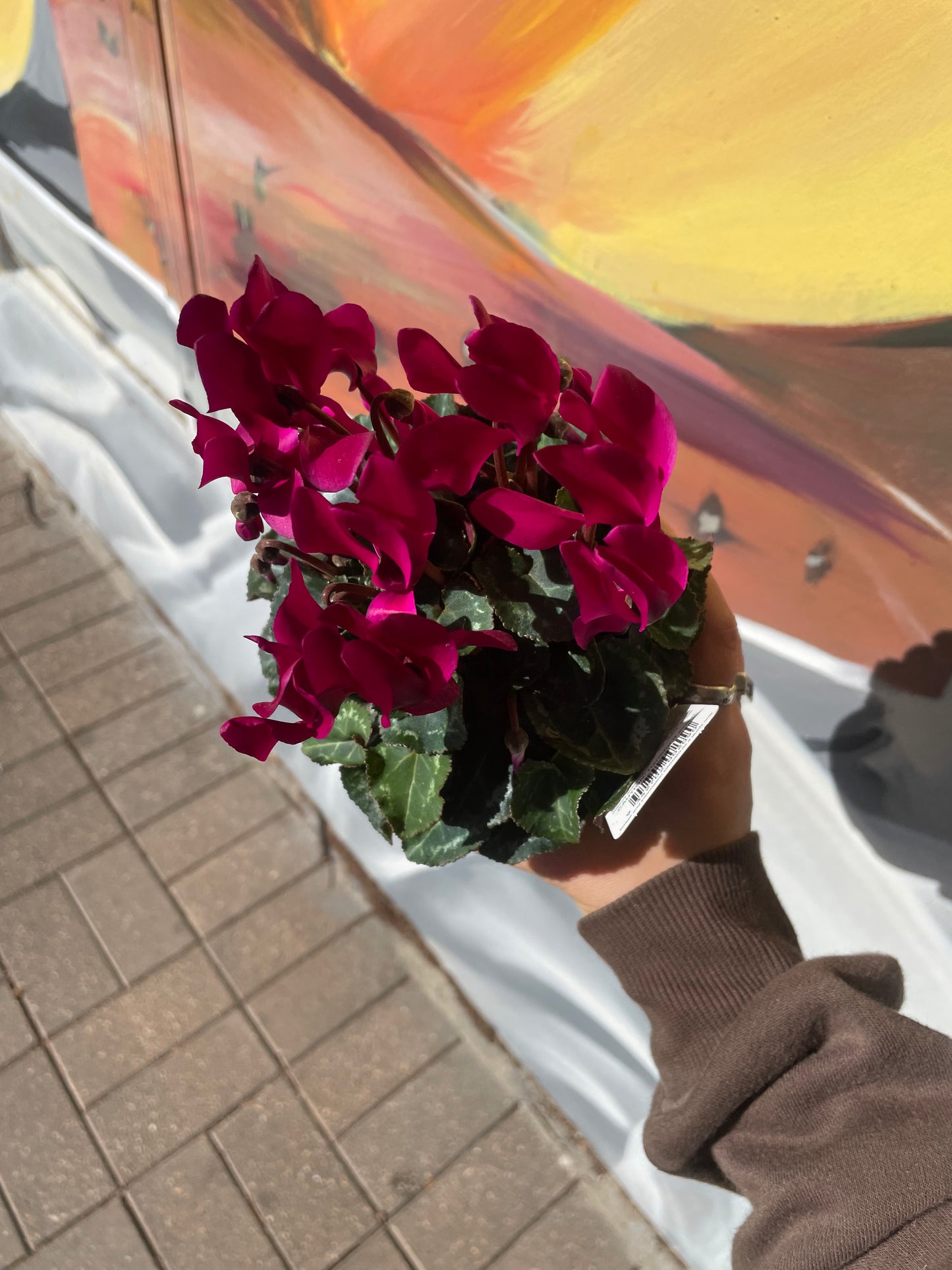 Cyclamen pots