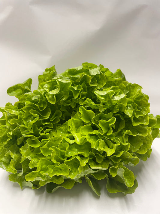 Green Oak Lettuce