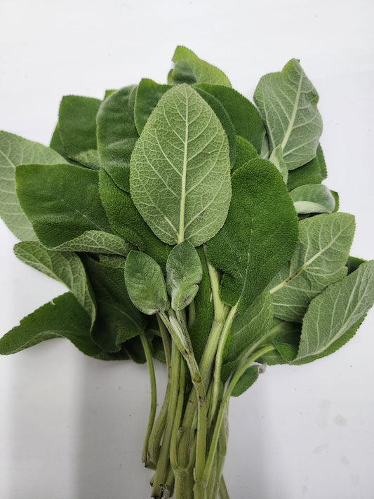 Sage